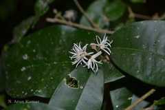 Chionanthus mala-elengi subsp. mala-elengi